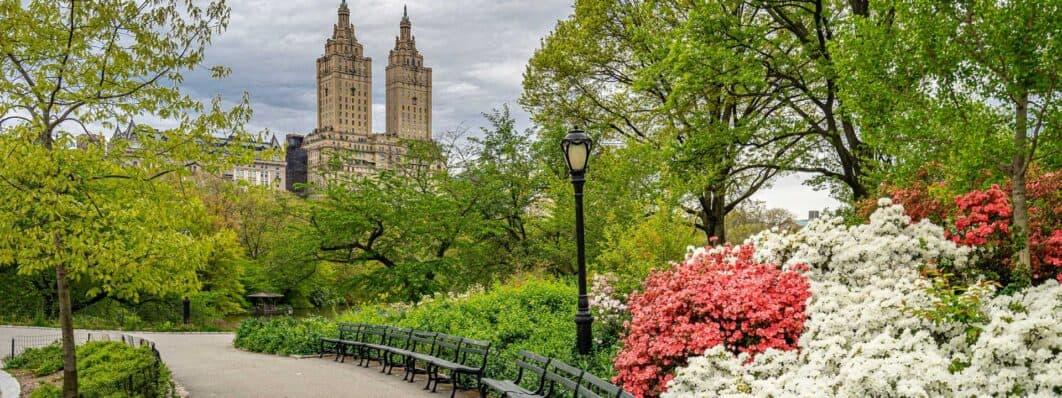 Central Park New York greenery